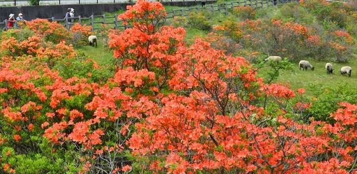 レンゲツツジ朱の花鮮やか 前橋 赤城山で見頃 上毛新聞社のニュースサイト