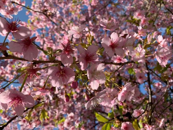 早咲きの桜。散歩の途中で