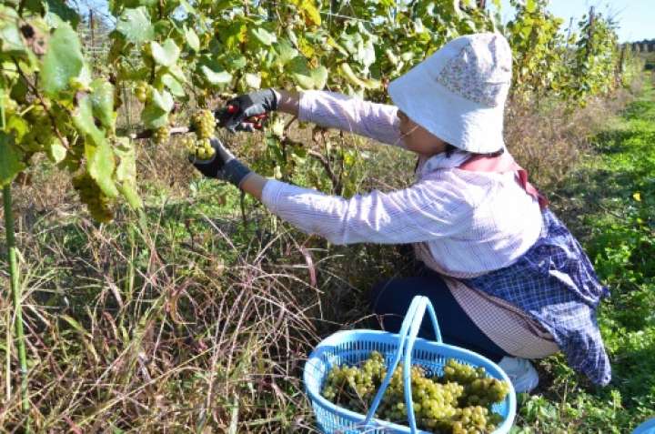 ブドウの収穫作業。原料から醸造までの一貫生産が奥利根ワインの特長だ