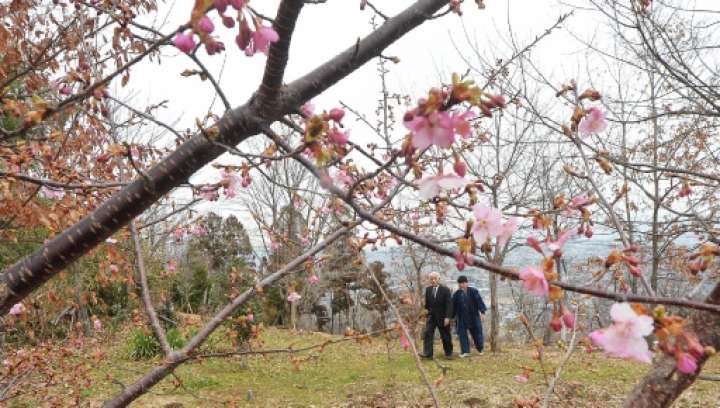３月上旬、カワヅザクラがほころび始めた樹木葬墓地「和」