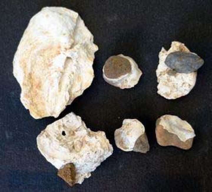 棒状の痕跡があるカキ（左上）と、土器片や小石が付着したカキ